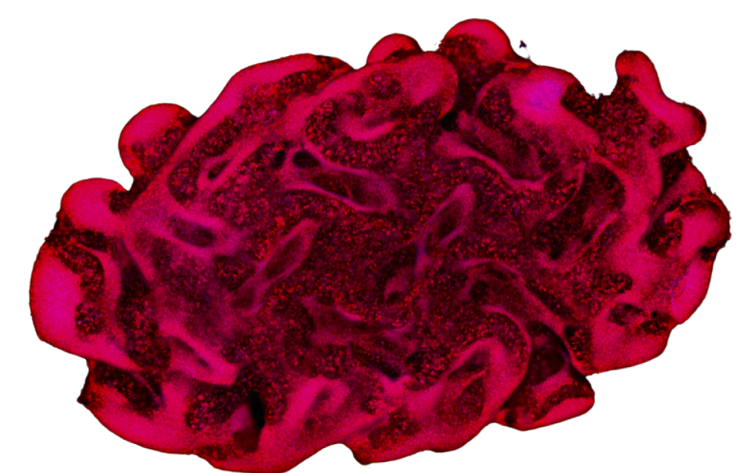 Cellbricks Therapeutics